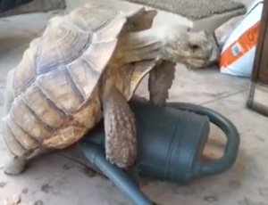 Schildpad heeft seks met gieter