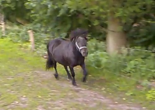 Man veroordeeld vanwege seks met een Shetland pony