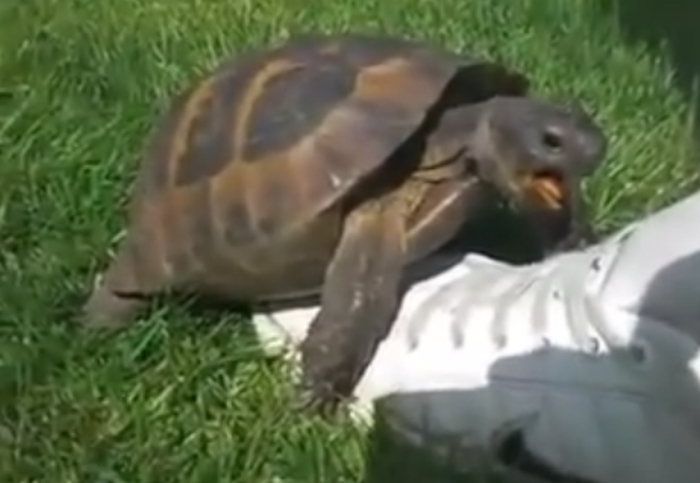 Schildpad probeert seks te hebben met gymschoen
