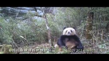 panda-masturberen