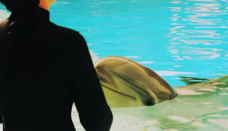 Dolfijn wilde seks met vrouw