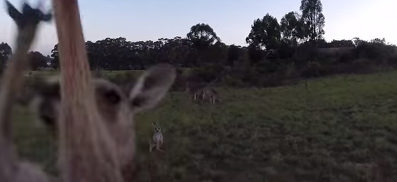 Kangoeroe vs Drone, kangoeroe wint